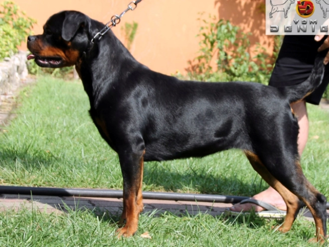 Rottweiler puppy for sale