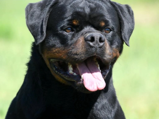Rottweiler puppy for sale