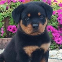 Mars Bar, black and tan Rottweiler for sale