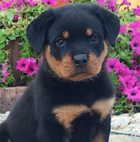 Rottweiler puppy for sale