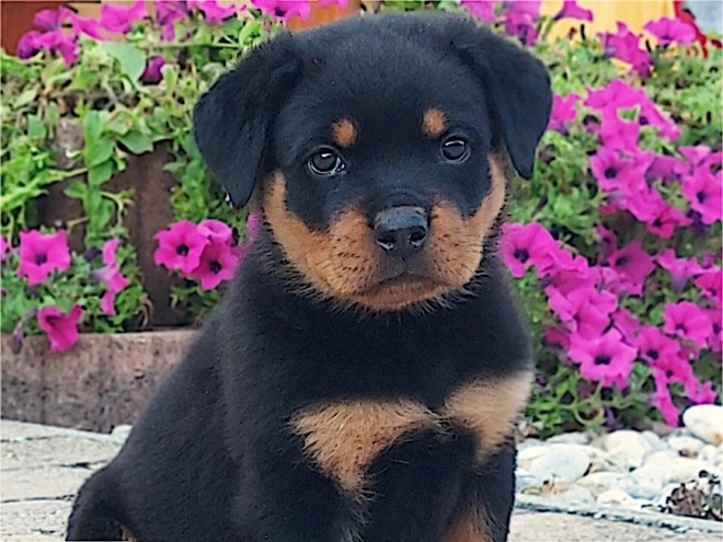 Rottweiler puppy for sale