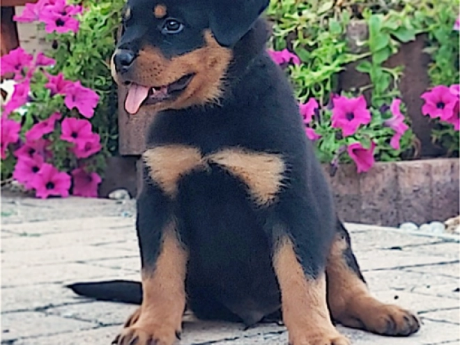 Rottweiler puppy for sale
