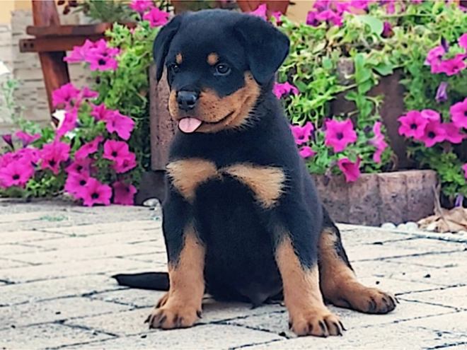 Rottweiler puppy for sale