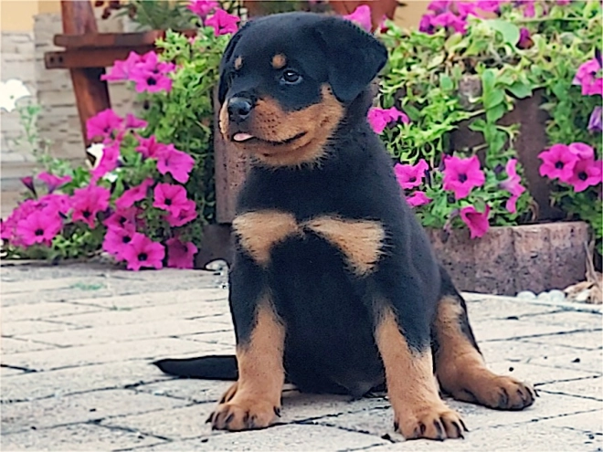 Rottweiler puppy for sale