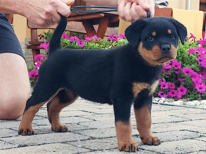 Rottweiler puppy for sale