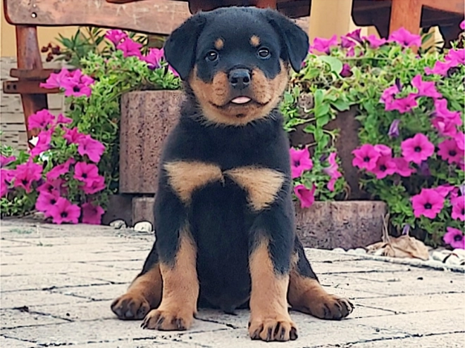 Rottweiler puppy for sale