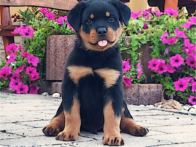 Rottweiler puppy for sale