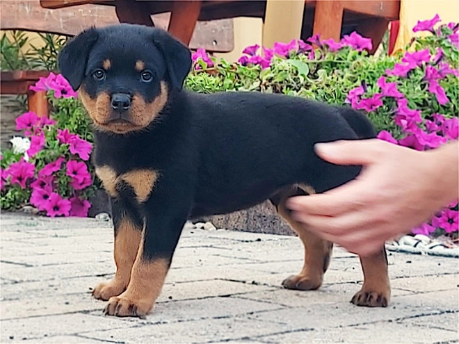 Rottweiler puppy for sale