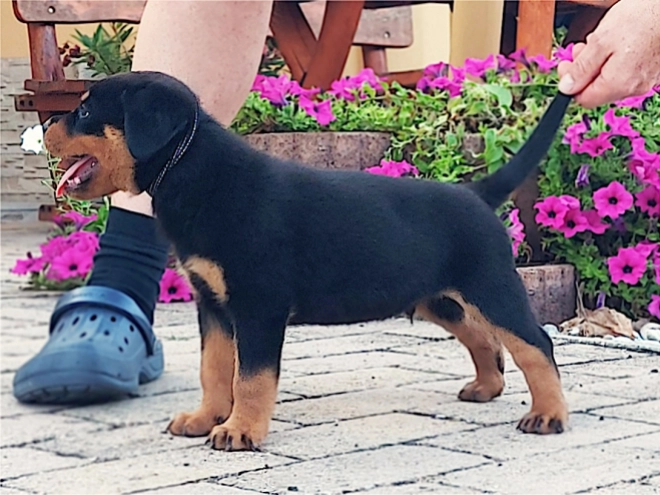 Rottweiler puppy for sale