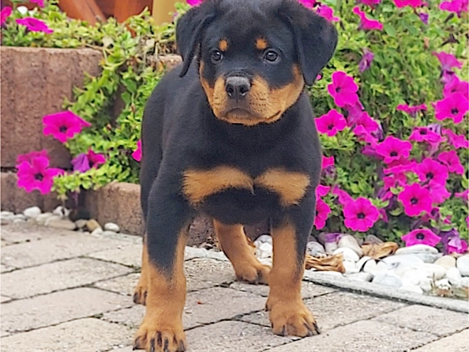 Rottweiler puppy for sale