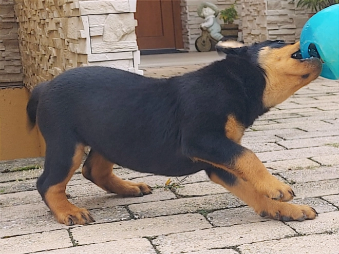 Rottweiler puppy for sale