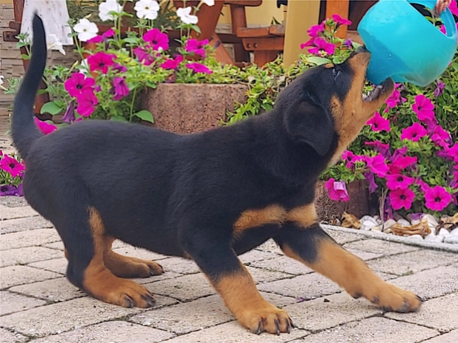 Rottweiler puppy for sale