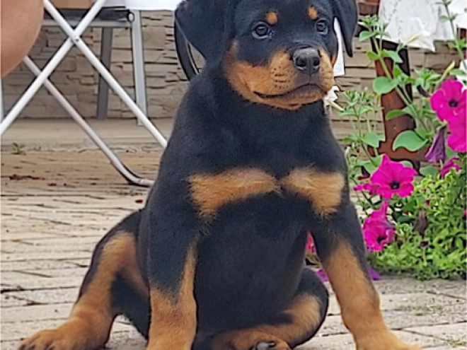 Rottweiler puppy for sale