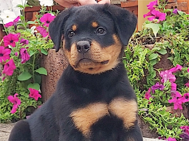 Rottweiler puppy for sale