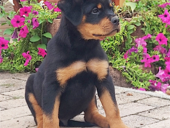 Rottweiler puppy for sale