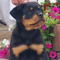 Mars Bar, black and tan Rottweiler en venta