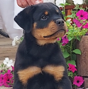 Perros Rottweiler en venta