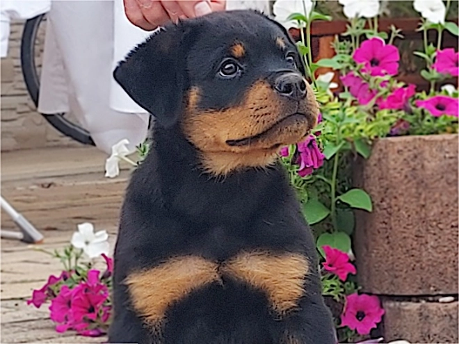 Rottweiler puppy for sale