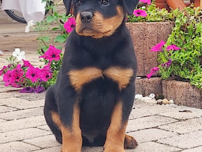 Rottweiler puppy for sale