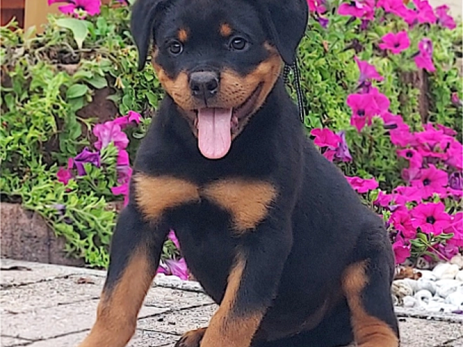 Rottweiler puppy for sale