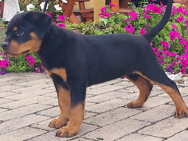 Rottweiler puppy for sale