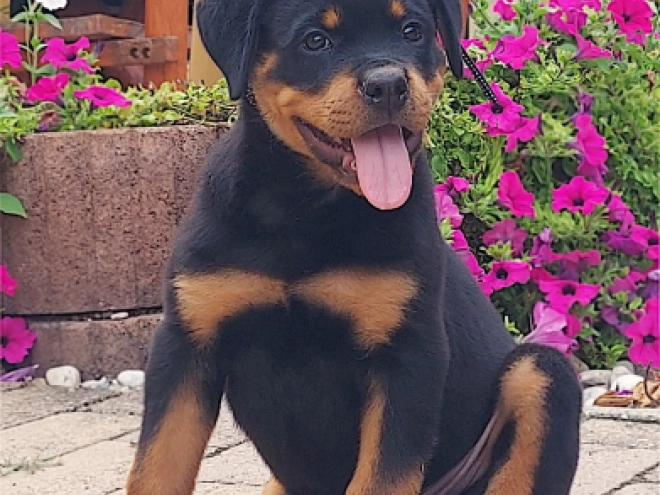 Rottweiler puppy for sale