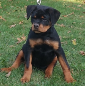 Rottweiler Welpe kaufen