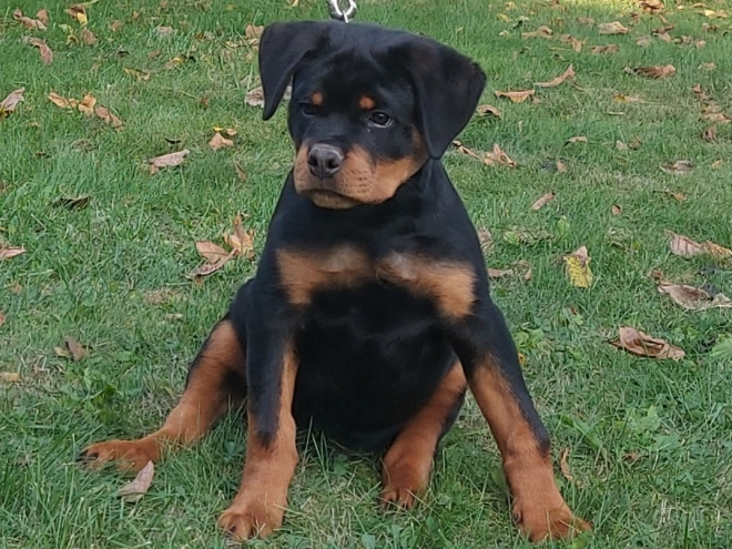 Rottweiler puppy for sale