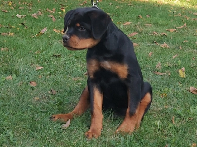 Rottweiler puppy for sale