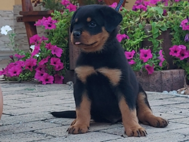 Rottweiler puppy for sale