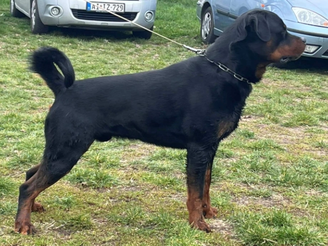 Rottweiler puppy for sale