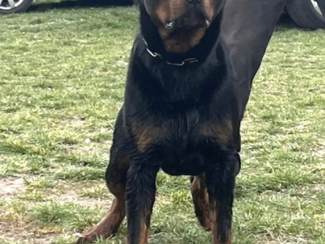 Rottweiler puppy for sale