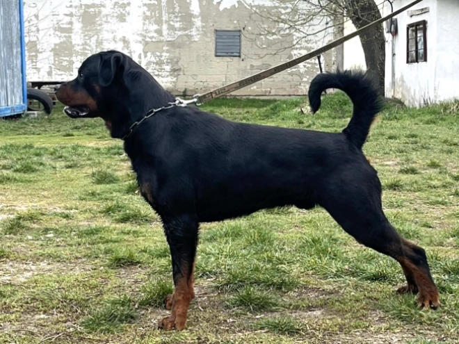 Rottweiler puppy for sale