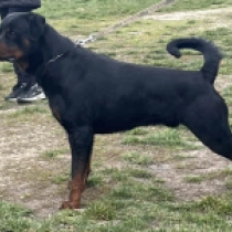 Tito, black and tan Rottweiler en venta