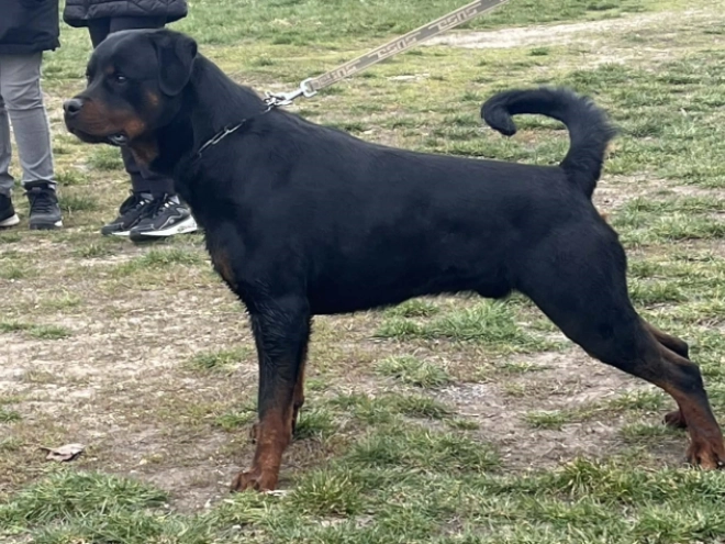 Rottweiler puppy for sale