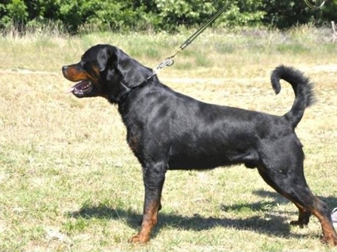 Rottweiler puppy for sale