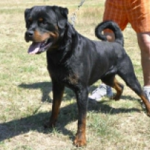 Tito, black and tan Rottweiler for sale