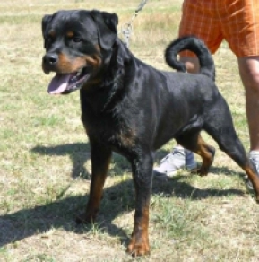 Rottweiler puppy for sale