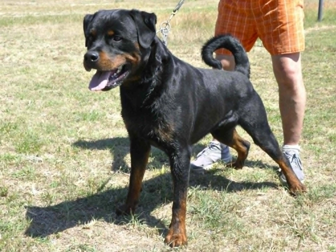 Rottweiler puppy for sale