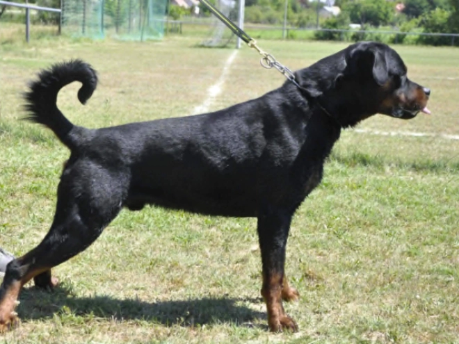 Rottweiler puppy for sale