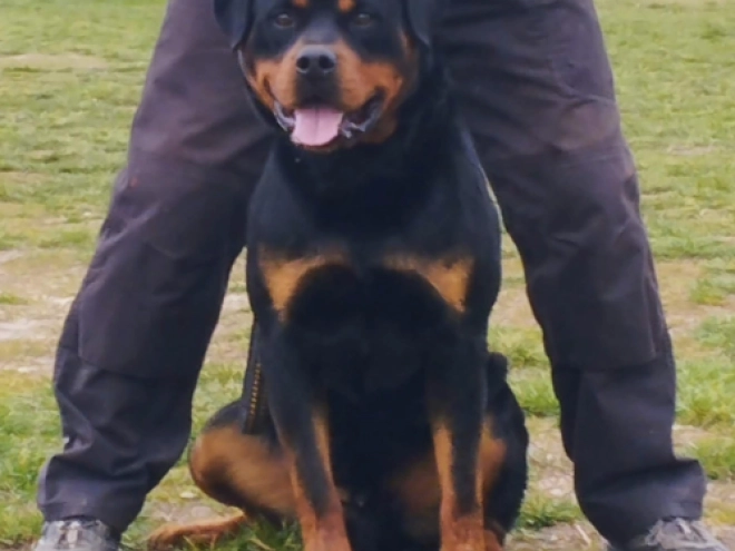 Rottweiler puppy for sale