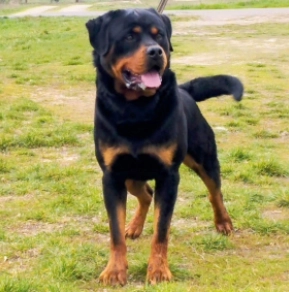 Rottweiler puppy for sale