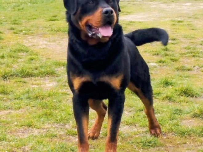 Rottweiler puppy for sale
