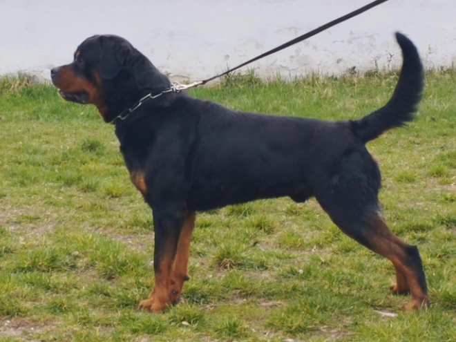 Rottweiler puppy for sale
