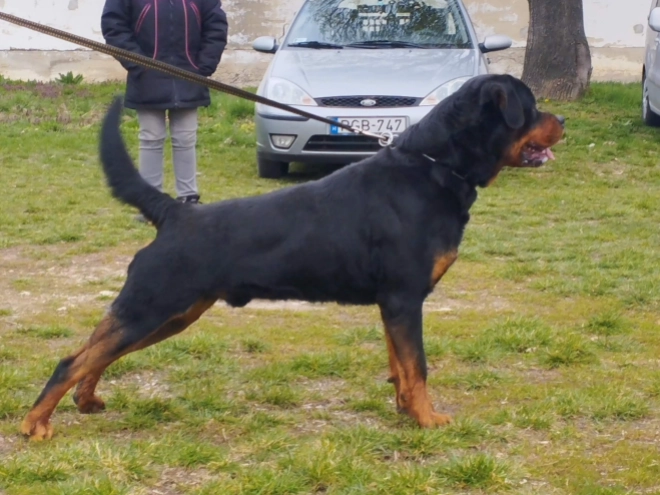 Rottweiler puppy for sale