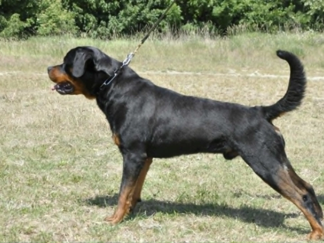 Rottweiler puppy for sale