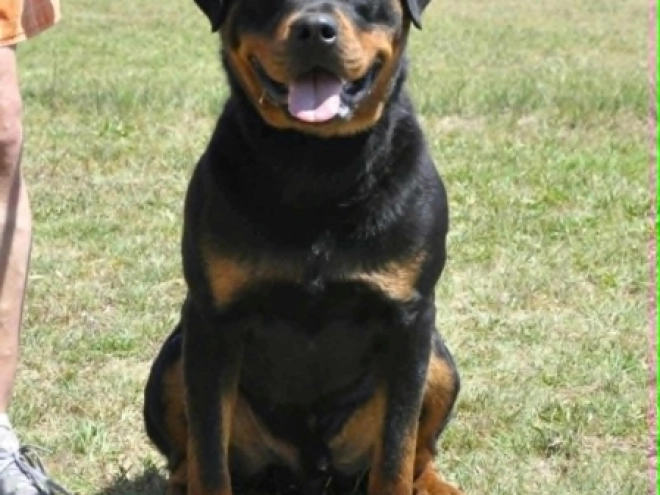 Rottweiler puppy for sale