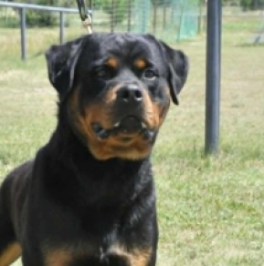 Rottweiler puppy for sale