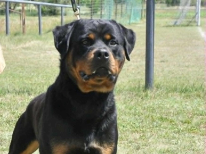 Rottweiler puppy for sale