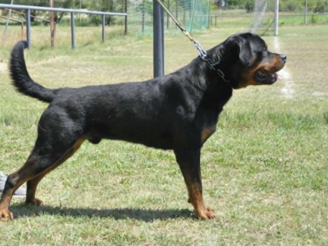 Rottweiler puppy for sale